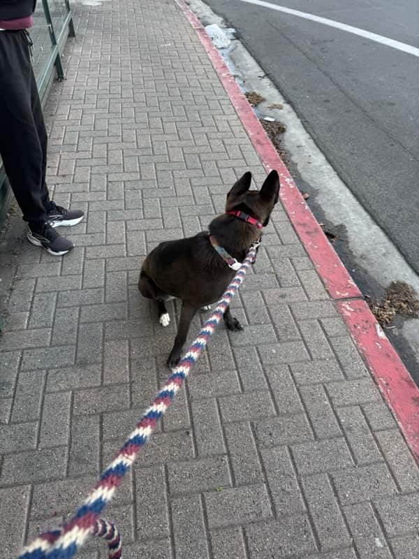 A picture of a black dog named Bowie sitting, taken on April 6 2025 at 6:55 am